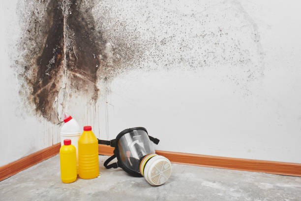 Best Certified Mold Removal  in Adrian, MI