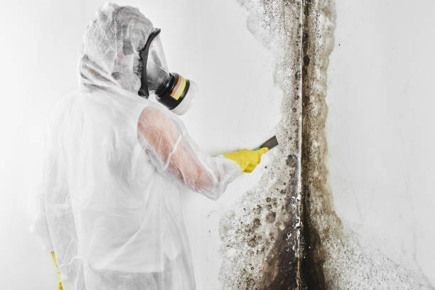 Best Office Mold Removal Services  in Adrian, MI