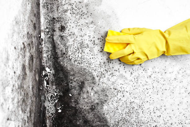Best Attic Mold Removal  in Adrian, MI