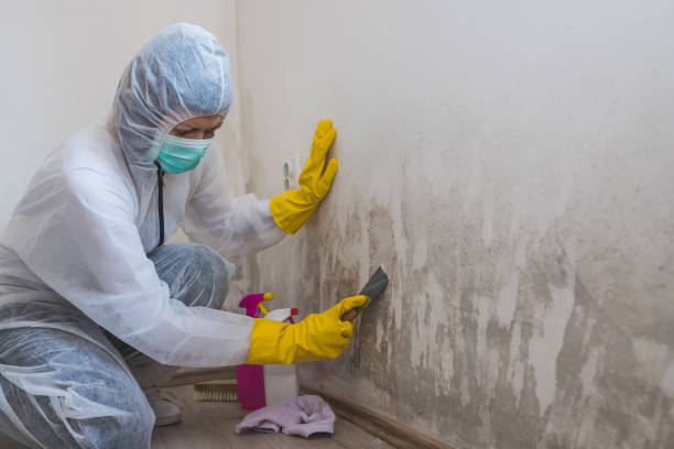 Best Local Mold Removal Service  in Adrian, MI