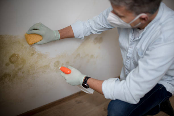Best Black Mold Removal  in Adrian, MI