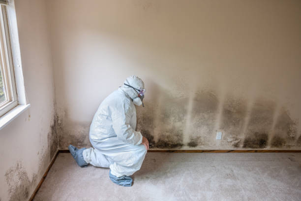 Best Mold Damage Repair  in Adrian, MI