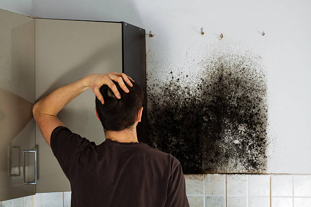 Best Mold Remediation Services  in Adrian, MI